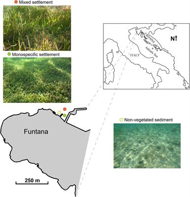 Effects of the Invasion of Caulerpa cylindracea in a Cymodocea nodosa Meadow in the Northern Adriatic Sea